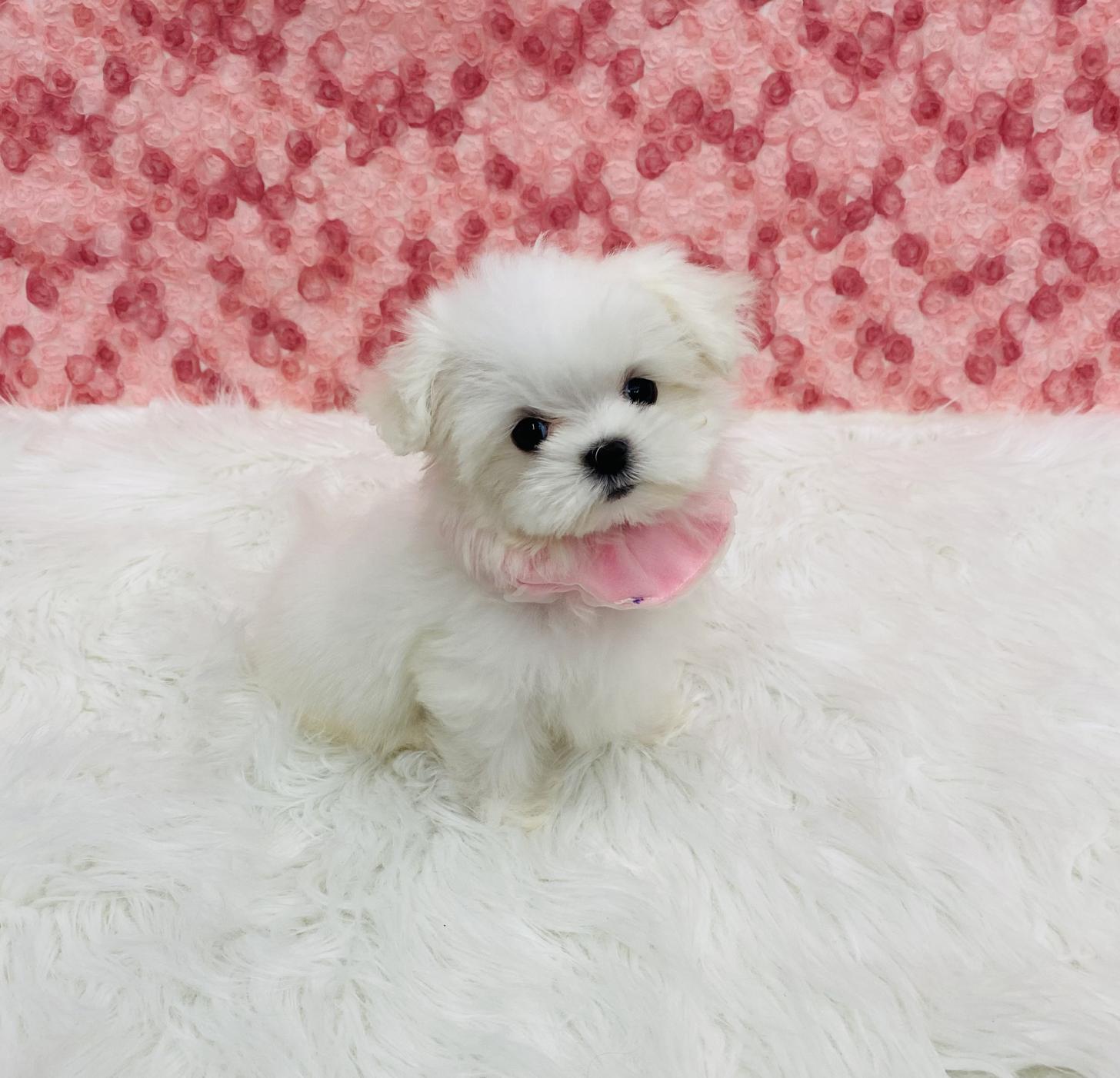大阪府のマルチーズ (ぱぴぷぺっと大阪店/2025年10月8日生まれ/女の子/ホワイト)の子犬