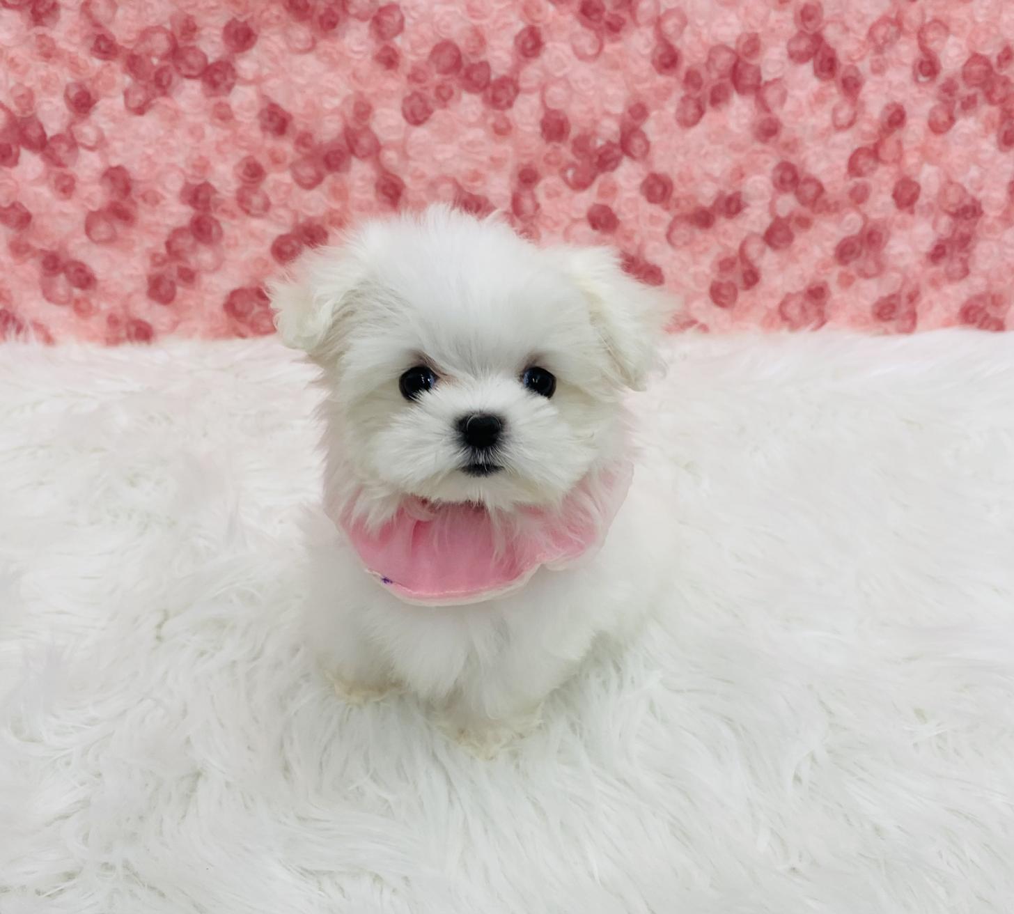 大阪府のマルチーズ (ぱぴぷぺっと大阪店/2025年10月8日生まれ/女の子/ホワイト)の子犬の2枚目の画像