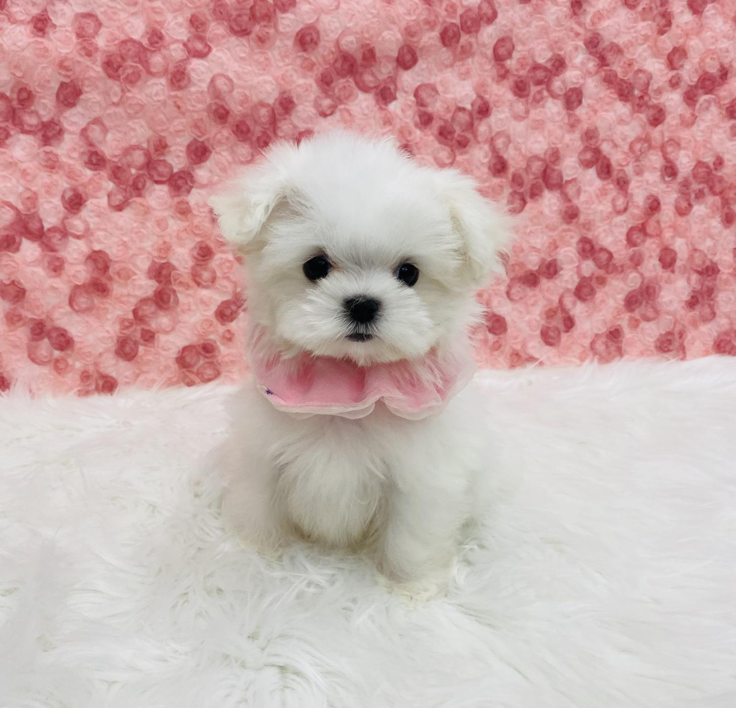 大阪府のマルチーズ (ぱぴぷぺっと大阪店/2025年10月8日生まれ/女の子/ホワイト)の子犬の3枚目の画像