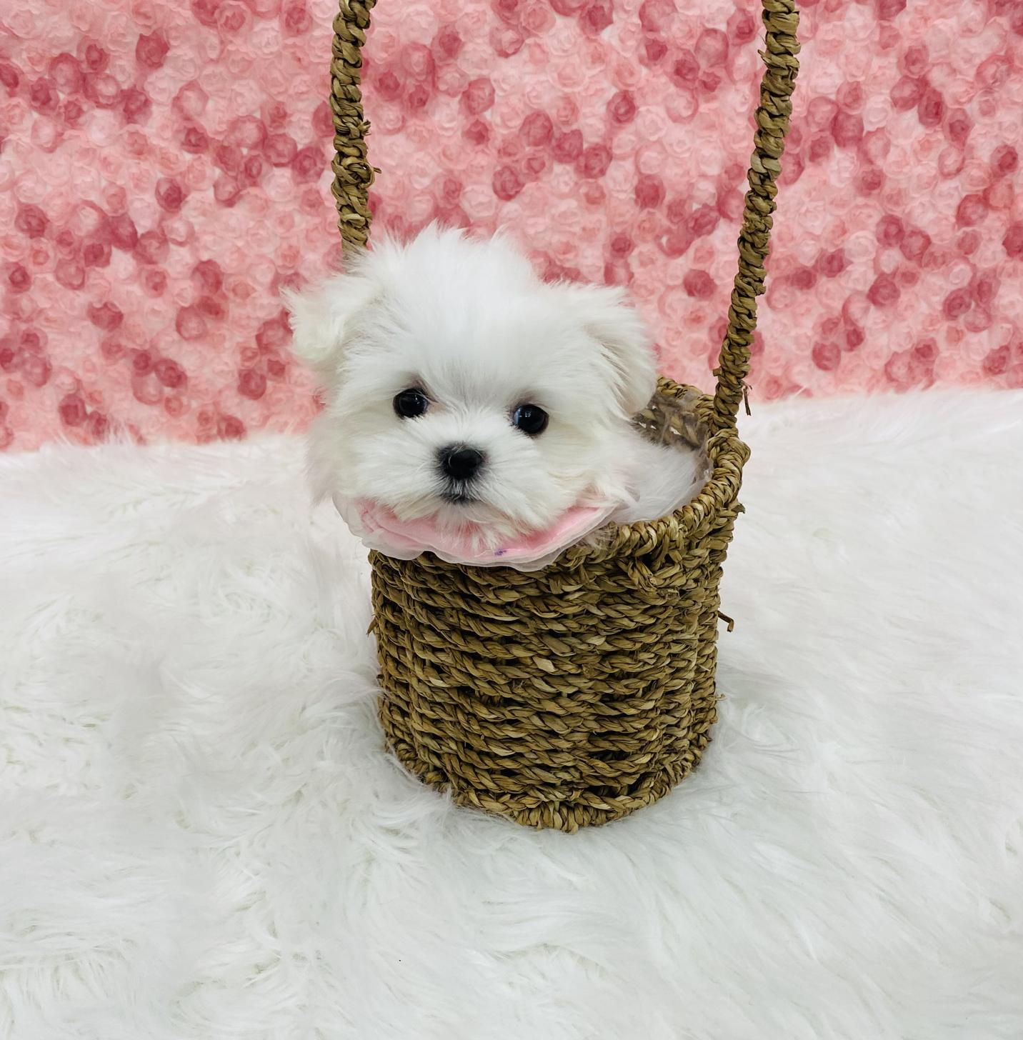 大阪府のマルチーズ (ぱぴぷぺっと大阪店/2025年10月8日生まれ/女の子/ホワイト)の子犬の4枚目の画像