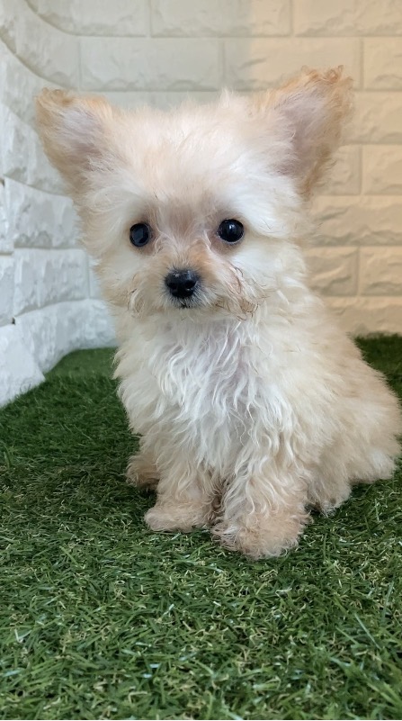 東京都のチワプー/プーチー(チワワ×プードル) (ペットショップcoco東京港区店/2025年9月14日生まれ/女の子/アプリコット)の子犬