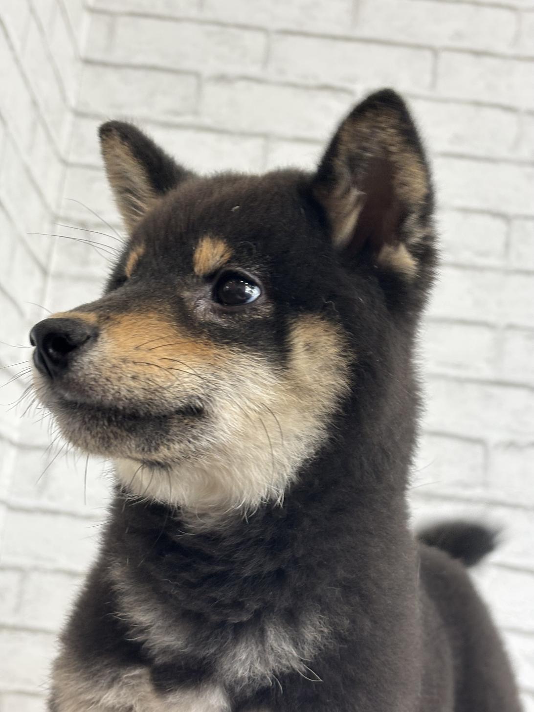 埼玉県の豆柴 (ペッツスマイル加須インター店/2025年6月28日生まれ/男の子/黒)の子犬の3枚目の画像