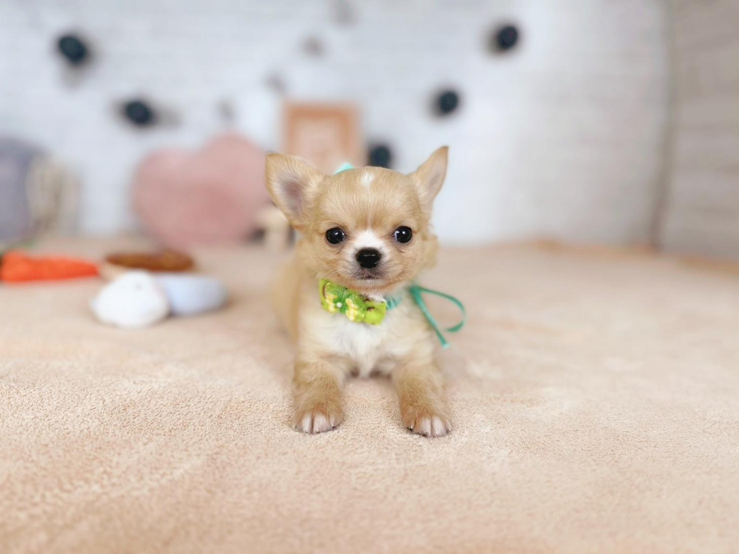 北海道のチワワ(ロング) (ペットショップだんぼ/2025年9月18日生まれ/男の子/クリームホワイト)の子犬