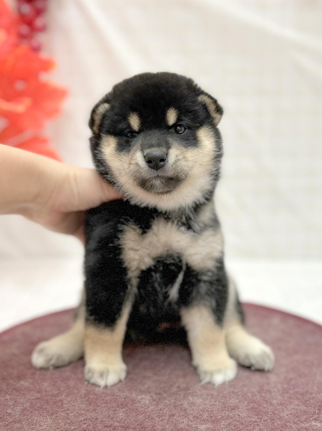 北海道の柴犬(標準サイズ) (ラブワンコ平岸店/2025年8月9日生まれ/女の子/黒)の子犬