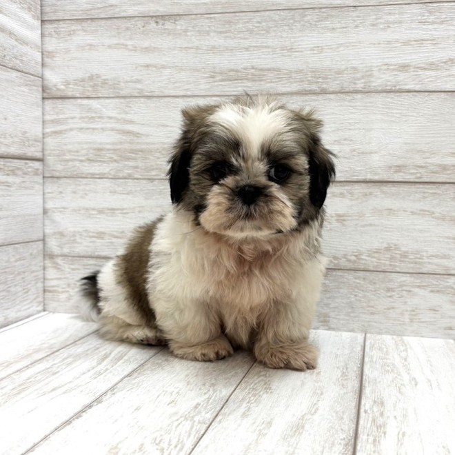 千葉県のシーズー (ペピカファミリー松戸店/2026年2月27日生まれ/男の子/ホワイトゴールド)の子犬の1枚目の画像