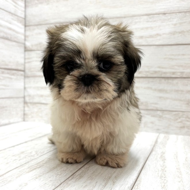 千葉県のシーズー (ペピカファミリー松戸店/2026年2月27日生まれ/男の子/ホワイトゴールド)の子犬の2枚目の画像