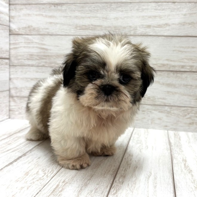 千葉県のシーズー (ペピカファミリー松戸店/2026年2月27日生まれ/男の子/ホワイトゴールド)の子犬の3枚目の画像