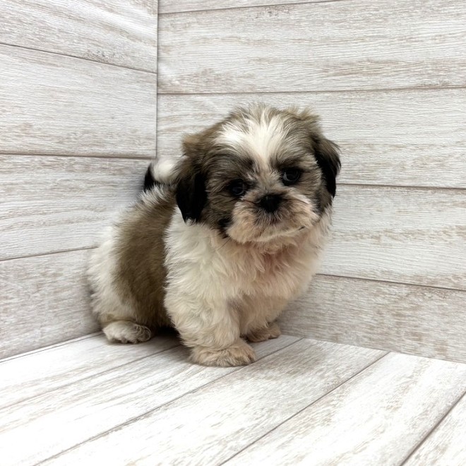 千葉県のシーズー (ペピカファミリー松戸店/2026年2月27日生まれ/男の子/ホワイトゴールド)の子犬の4枚目の画像