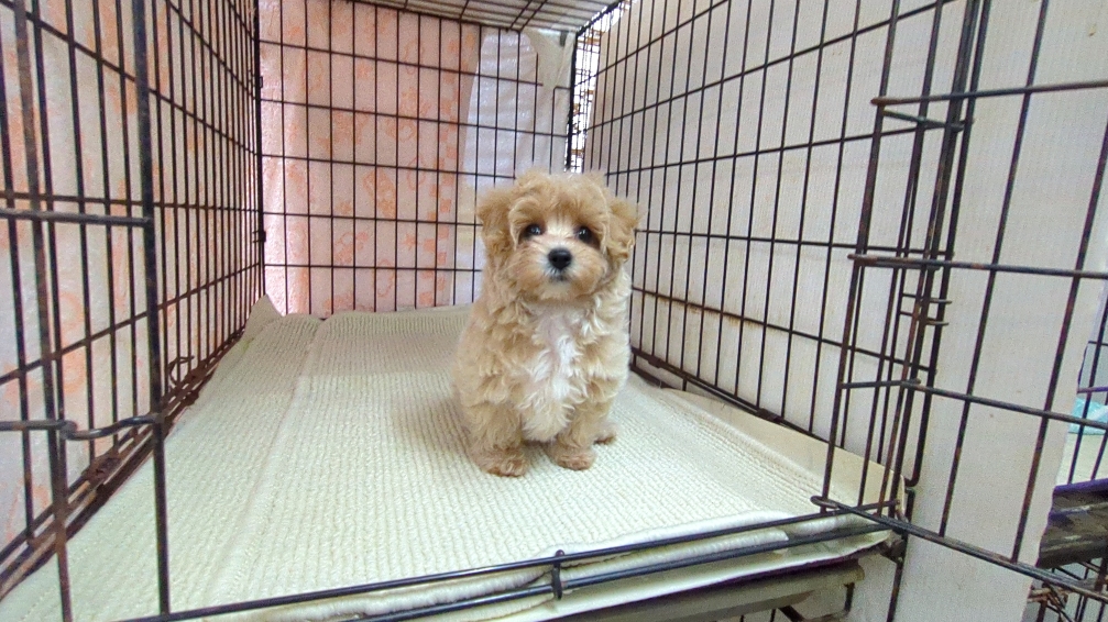 茨城県のマルプー(マルチーズ×プードル) (ペットショップスズキ/2025年11月1日生まれ/女の子/クリームホワイト)の子犬の1枚目の画像