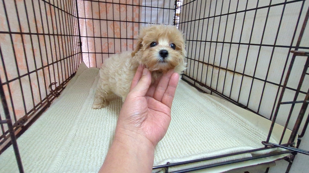 茨城県のマルプー(マルチーズ×プードル) (ペットショップスズキ/2025年11月1日生まれ/女の子/クリームホワイト)の子犬の2枚目の画像