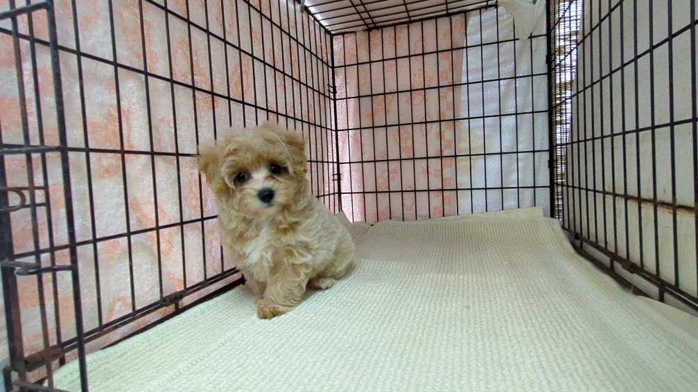 茨城県のマルプー(マルチーズ×プードル) (ペットショップスズキ/2025年11月1日生まれ/女の子/クリームホワイト)の子犬の3枚目の画像