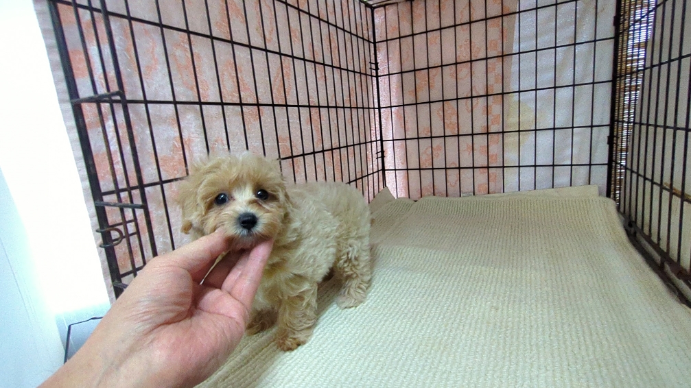 茨城県のマルプー(マルチーズ×プードル) (ペットショップスズキ/2025年11月1日生まれ/女の子/クリームホワイト)の子犬の4枚目の画像