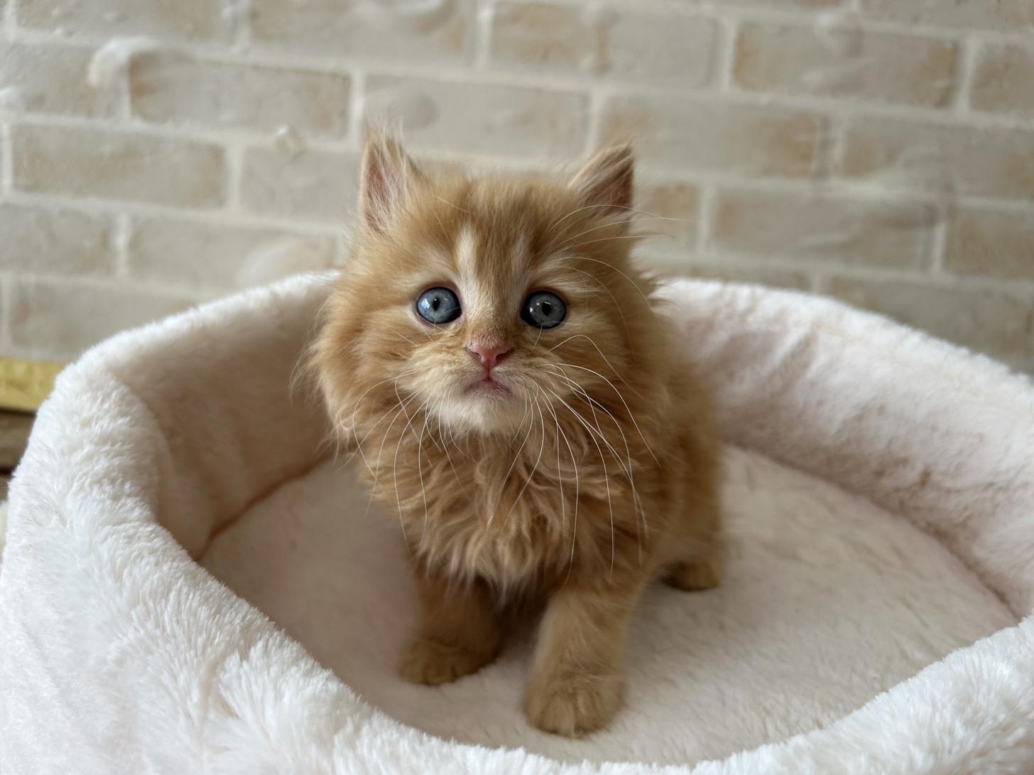 佐賀県のミヌエット (スタードッグス新鳥栖店/2025年3月9日生まれ/男の子/レッドタビー)の子猫