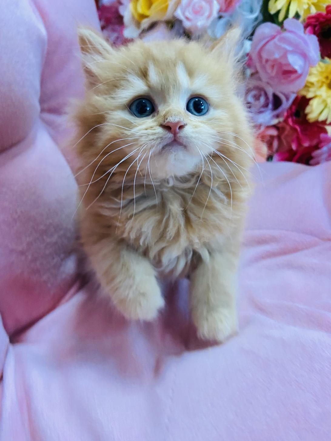 福岡県のミヌエット (スタードッグス大牟田店/2025年3月9日生まれ/男の子/レッドタビー)の子猫