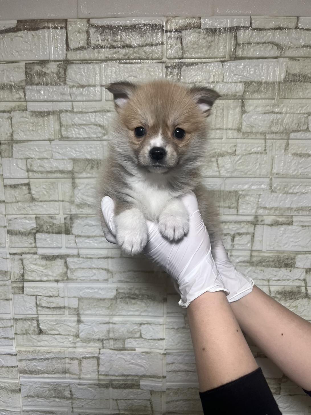 埼玉県のポメコーギー(ポメラニアン×コーギー) (ペッツスマイル南中野店/2026年1月26日生まれ/女の子/セーブルホワイト)の子犬の1枚目の画像