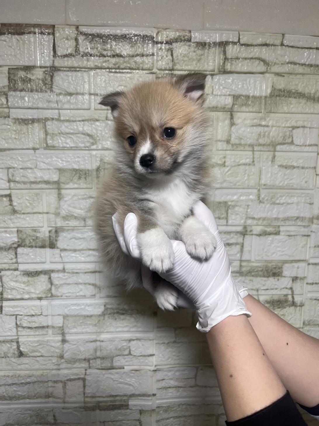 埼玉県のポメコーギー(ポメラニアン×コーギー) (ペッツスマイル南中野店/2026年1月26日生まれ/女の子/セーブルホワイト)の子犬の2枚目の画像