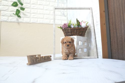 滋賀県のトイプードル(タイニー) (いっぷく湖南店/2025年9月13日生まれ/女の子/オレンジフォーン)の子犬の1枚目の画像