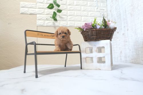 滋賀県のトイプードル(タイニー) (いっぷく湖南店/2025年9月13日生まれ/女の子/オレンジフォーン)の子犬の2枚目の画像