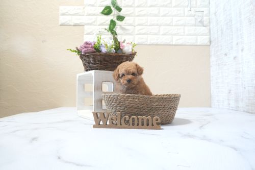 滋賀県のトイプードル(タイニー) (いっぷく湖南店/2025年9月13日生まれ/女の子/オレンジフォーン)の子犬の3枚目の画像