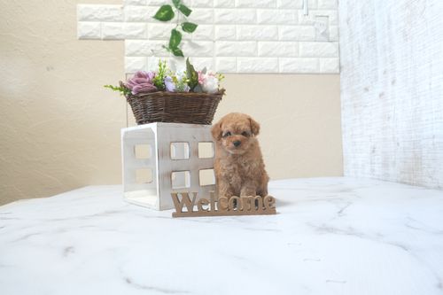 滋賀県のトイプードル(タイニー) (いっぷく湖南店/2025年9月13日生まれ/女の子/オレンジフォーン)の子犬の4枚目の画像