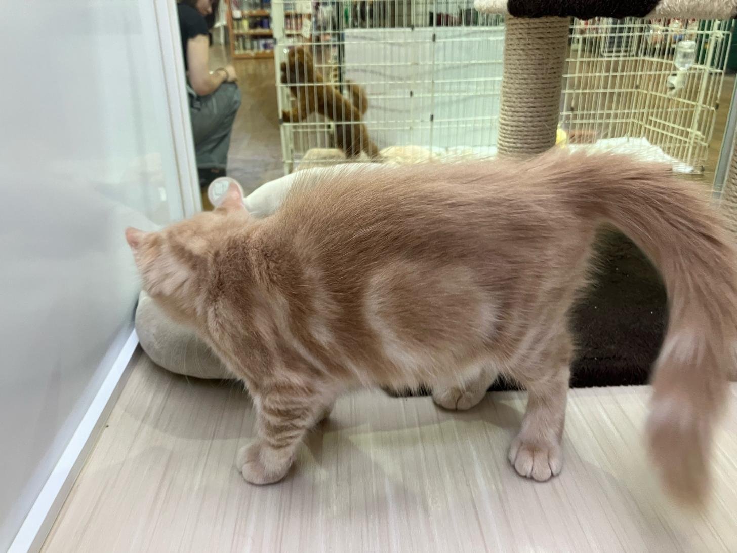 宮城県のメインクーン (ズーズーカンパニー 八乙女店/2026年5月16日生まれ/男の子/クリームタビー)の子猫の3枚目の画像