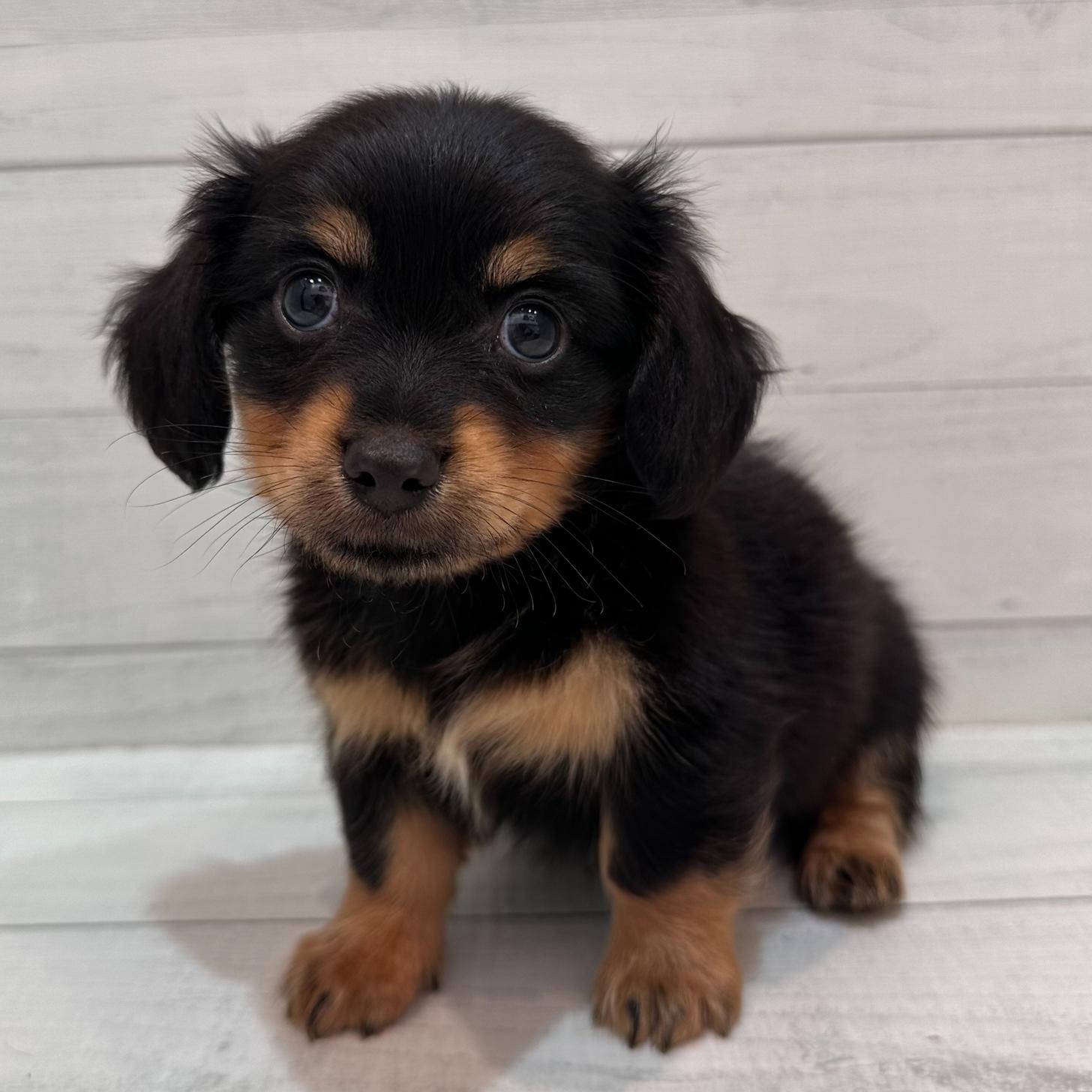 千葉県のチワックス(チワワ×ダックス) (ペピカあびこ店/2026年2月14日生まれ/男の子/ブラックタン)の子犬の1枚目の画像