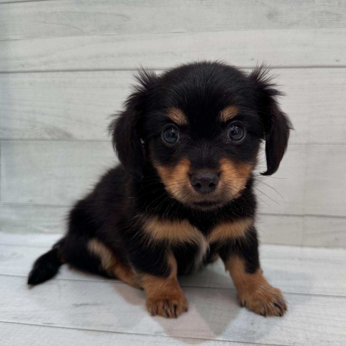 千葉県のチワックス(チワワ×ダックス) (ペピカあびこ店/2026年2月14日生まれ/男の子/ブラックタン)の子犬の2枚目の画像