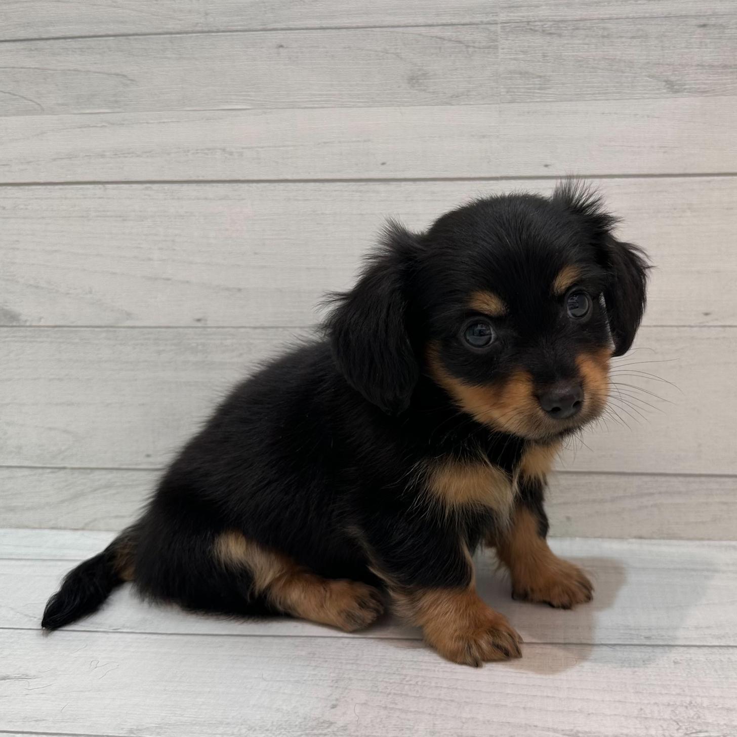 千葉県のチワックス(チワワ×ダックス) (ペピカあびこ店/2026年2月14日生まれ/男の子/ブラックタン)の子犬の3枚目の画像