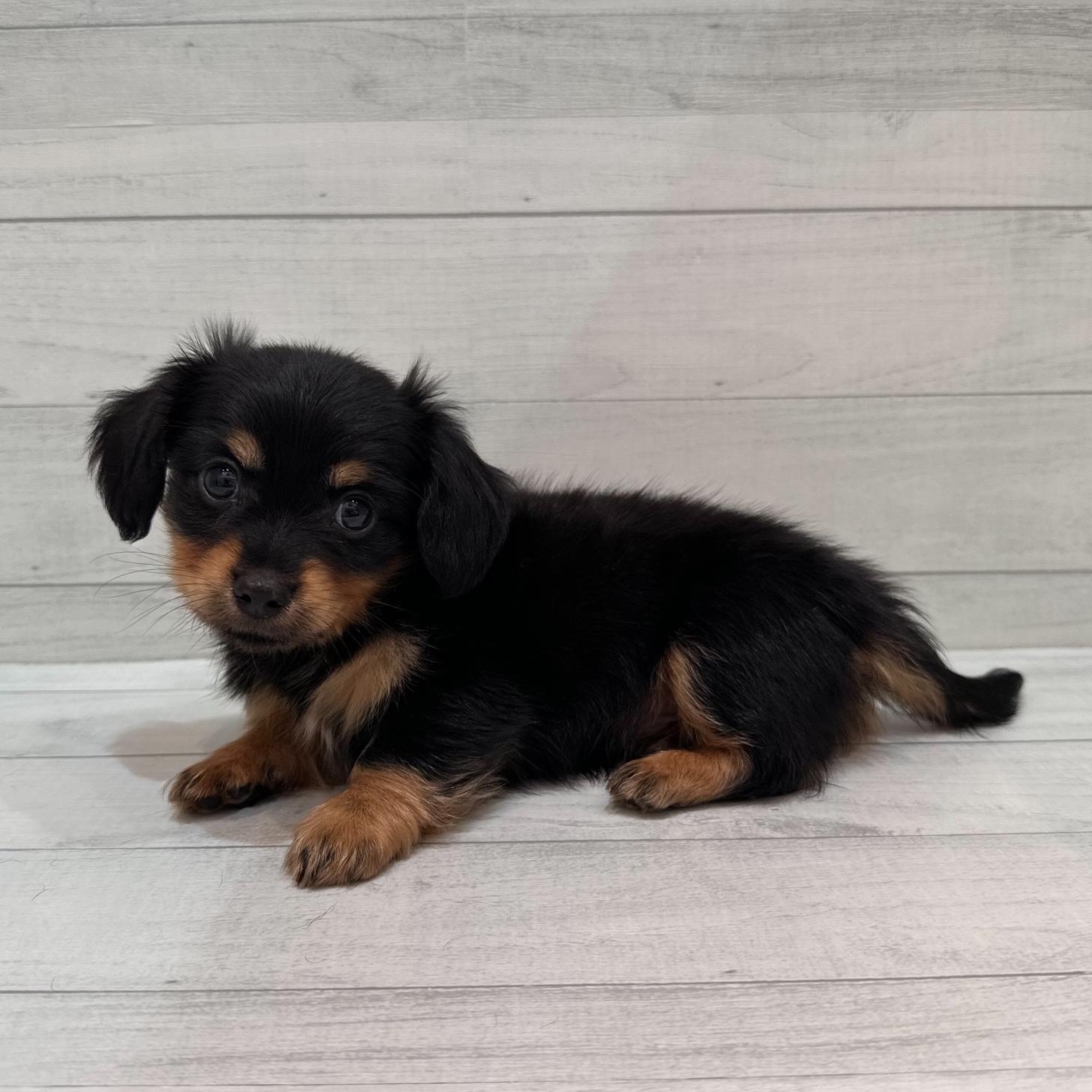 千葉県のチワックス(チワワ×ダックス) (ペピカあびこ店/2026年2月14日生まれ/男の子/ブラックタン)の子犬の4枚目の画像