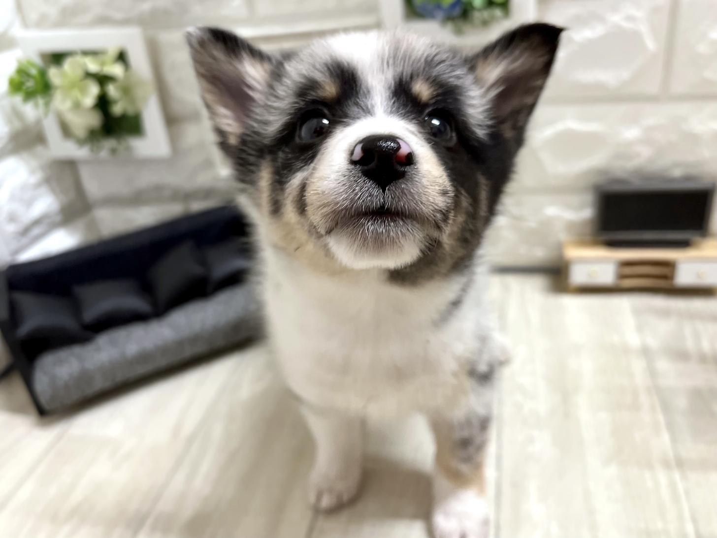 和歌山県のハーフ犬・ミックス犬 (DOGMAN和歌山中之島店/2026年3月15日生まれ/女の子/ブルーマール)の子犬の1枚目の画像