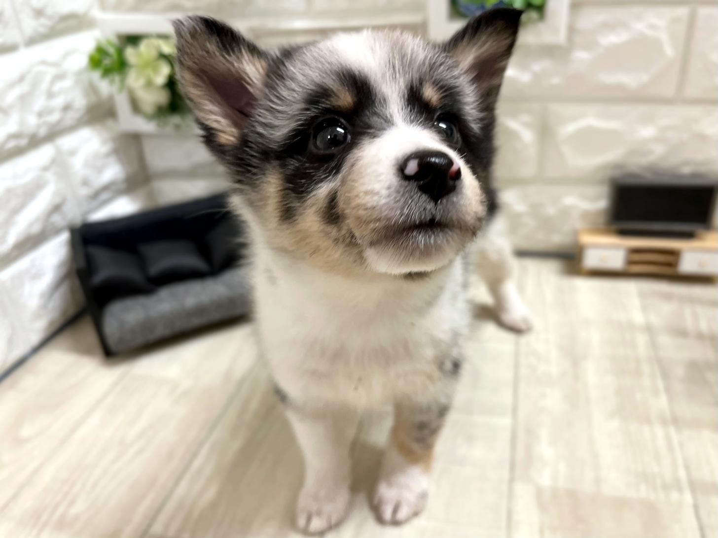 和歌山県のハーフ犬・ミックス犬 (DOGMAN和歌山中之島店/2026年3月15日生まれ/女の子/ブルーマール)の子犬の2枚目の画像