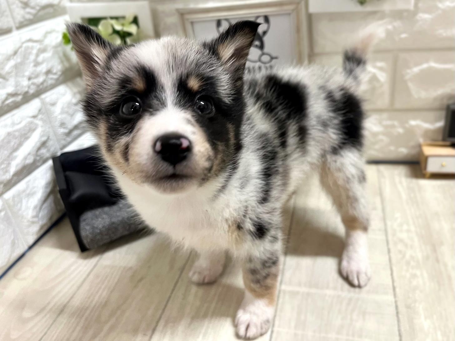 和歌山県のハーフ犬・ミックス犬 (DOGMAN和歌山中之島店/2026年3月15日生まれ/女の子/ブルーマール)の子犬の3枚目の画像