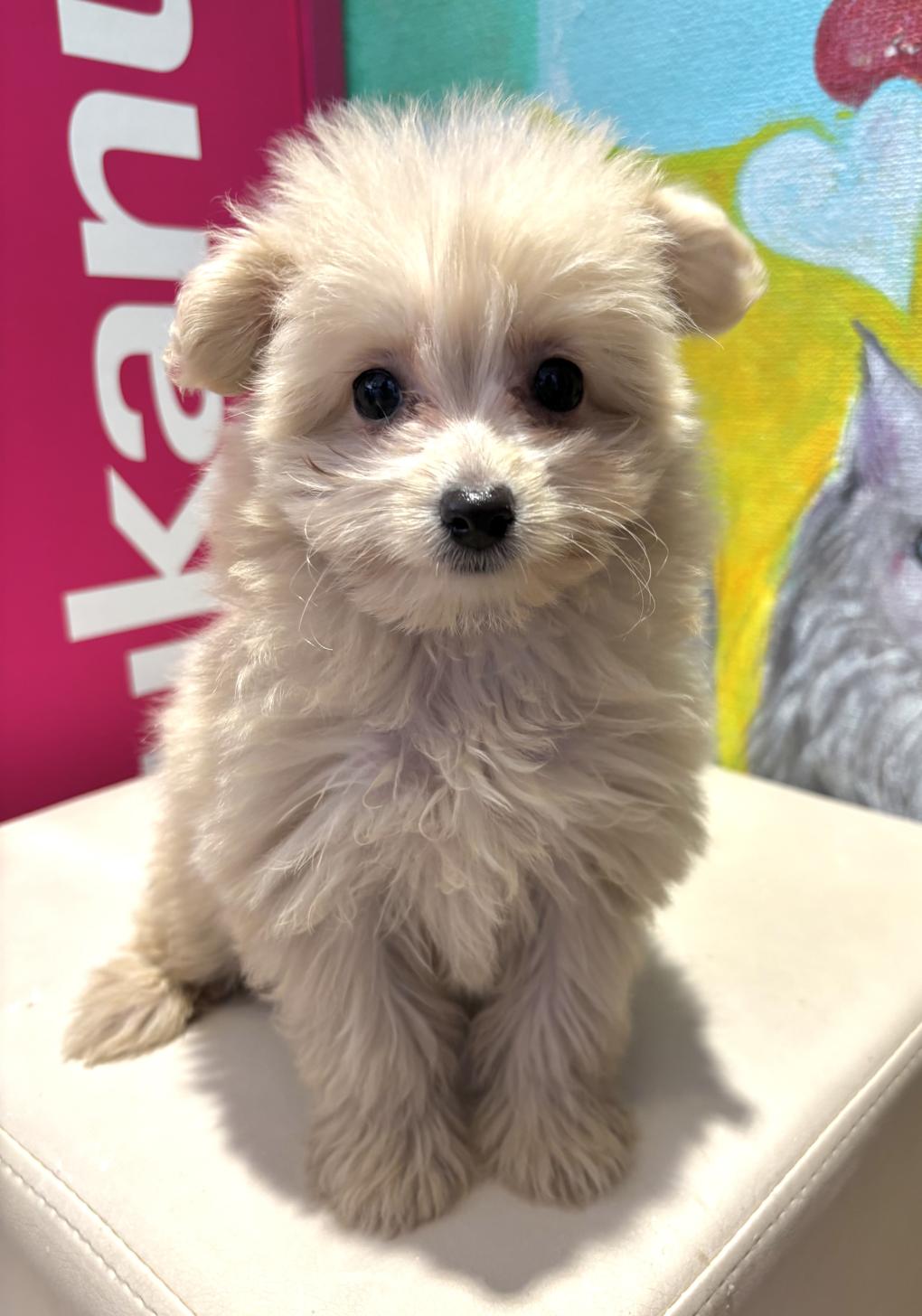 埼玉県のポメプー(ポメラニアン×プードル) (ペッツスマイル南中野店/2025年8月16日生まれ/女の子/クリーム)の子犬の1枚目の画像