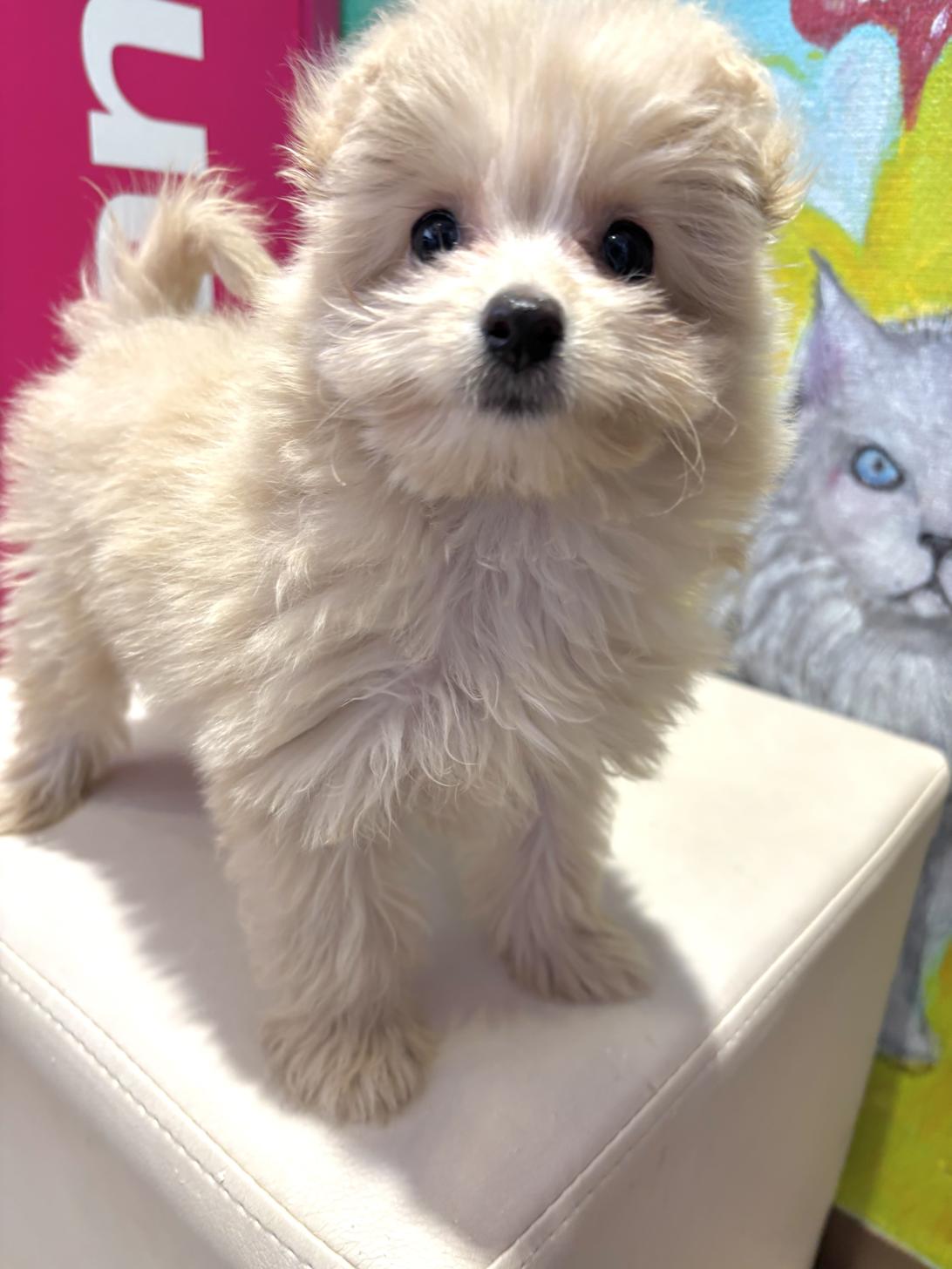 埼玉県のポメプー(ポメラニアン×プードル) (ペッツスマイル南中野店/2025年8月16日生まれ/女の子/クリーム)の子犬の2枚目の画像