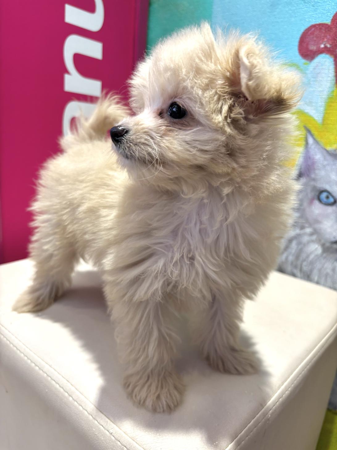 埼玉県のポメプー(ポメラニアン×プードル) (ペッツスマイル南中野店/2025年8月16日生まれ/女の子/クリーム)の子犬の3枚目の画像