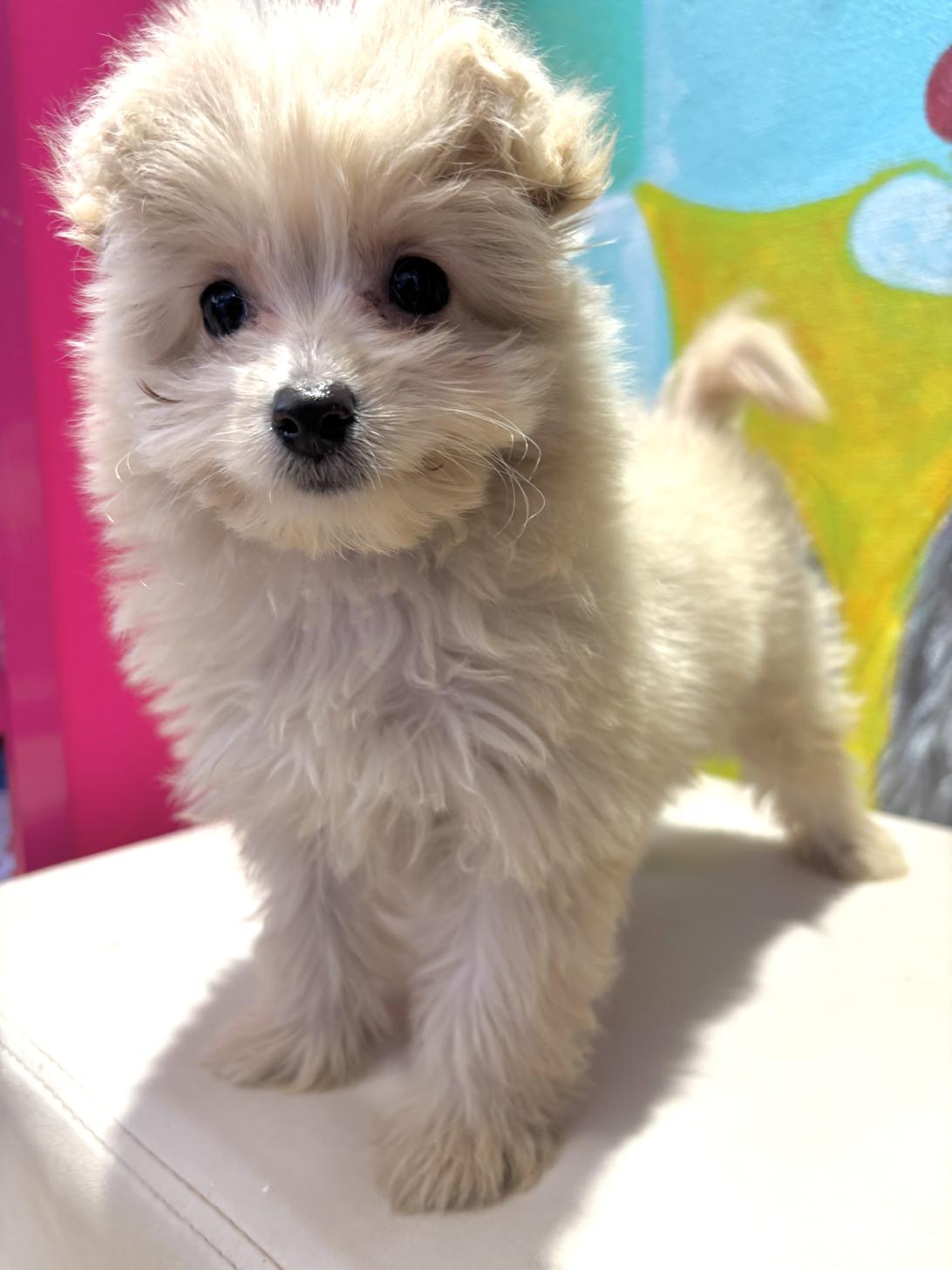 埼玉県のポメプー(ポメラニアン×プードル) (ペッツスマイル南中野店/2025年8月16日生まれ/女の子/クリーム)の子犬の4枚目の画像