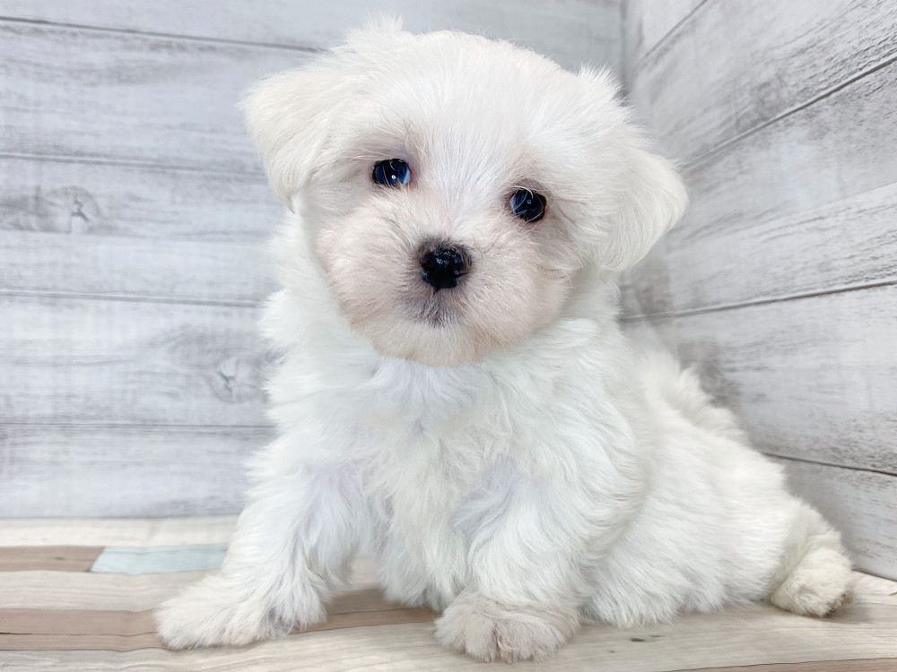 新潟県のマルチーズ (竹内ペット 新津本店/2026年8月7日生まれ/男の子/ホワイト)の子犬の1枚目の画像