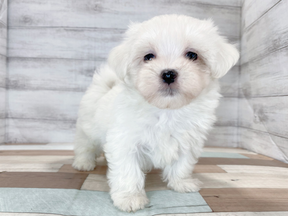新潟県のマルチーズ (竹内ペット 新津本店/2026年8月7日生まれ/男の子/ホワイト)の子犬の2枚目の画像