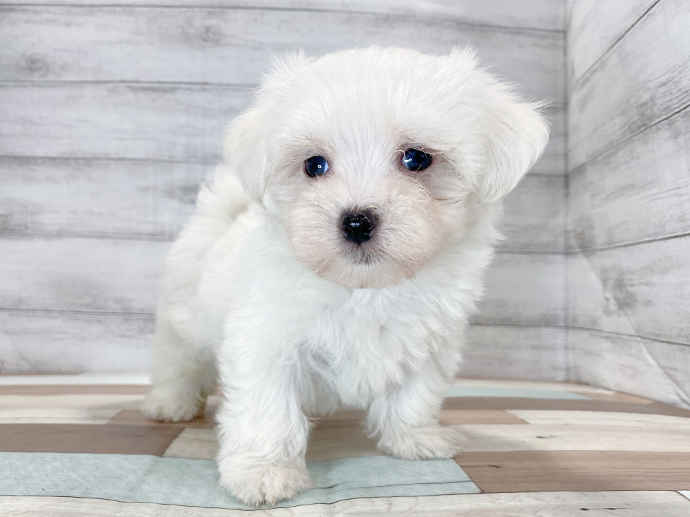 新潟県のマルチーズ (竹内ペット 新津本店/2026年8月7日生まれ/男の子/ホワイト)の子犬の3枚目の画像