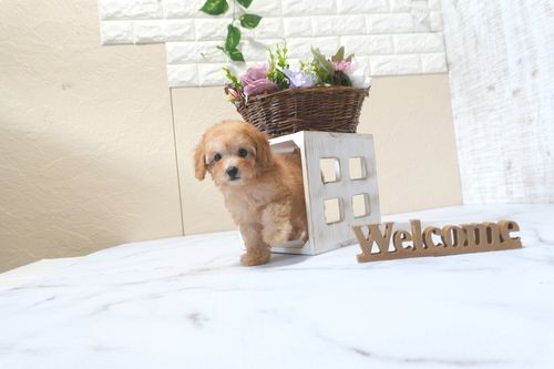 滋賀県のトイプードル(トイ) (いっぷく湖南店/2025年9月21日生まれ/女の子/レッドフォーン)の子犬の2枚目の画像