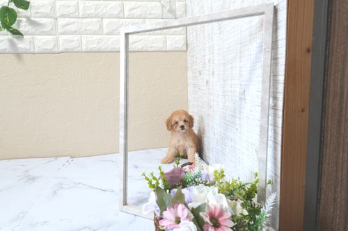 滋賀県のトイプードル(トイ) (いっぷく湖南店/2025年9月21日生まれ/女の子/レッドフォーン)の子犬の3枚目の画像