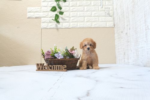 滋賀県のトイプードル(トイ) (いっぷく湖南店/2025年9月21日生まれ/女の子/レッドフォーン)の子犬の4枚目の画像