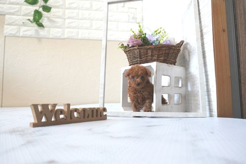 滋賀県のトイプードル(トイ) (いっぷく湖南店/2025年7月6日生まれ/男の子/レッドフォーン)の子犬の2枚目の画像