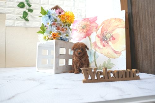 滋賀県のトイプードル(トイ) (いっぷく湖南店/2025年7月6日生まれ/男の子/レッドフォーン)の子犬の4枚目の画像