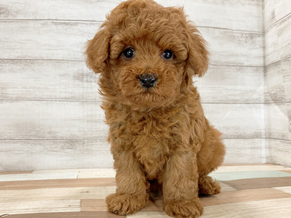 新潟県のトイプードル(トイ) (竹内ペット 新津本店/2026年4月16日生まれ/男の子/レッド)の子犬の1枚目の画像