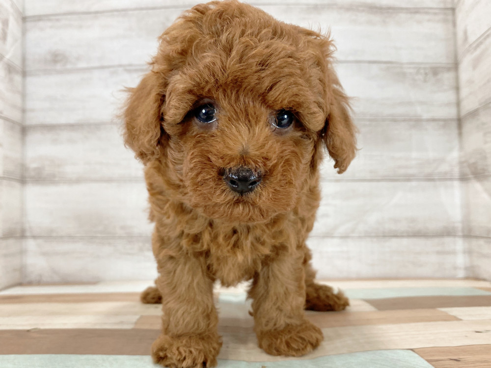 新潟県のトイプードル(トイ) (竹内ペット 新津本店/2026年4月16日生まれ/男の子/レッド)の子犬の2枚目の画像