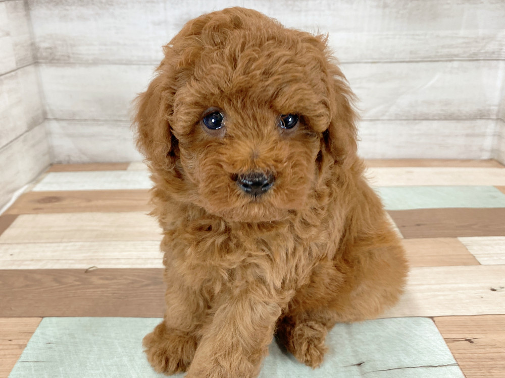 新潟県のトイプードル(トイ) (竹内ペット 新津本店/2026年4月16日生まれ/男の子/レッド)の子犬の3枚目の画像