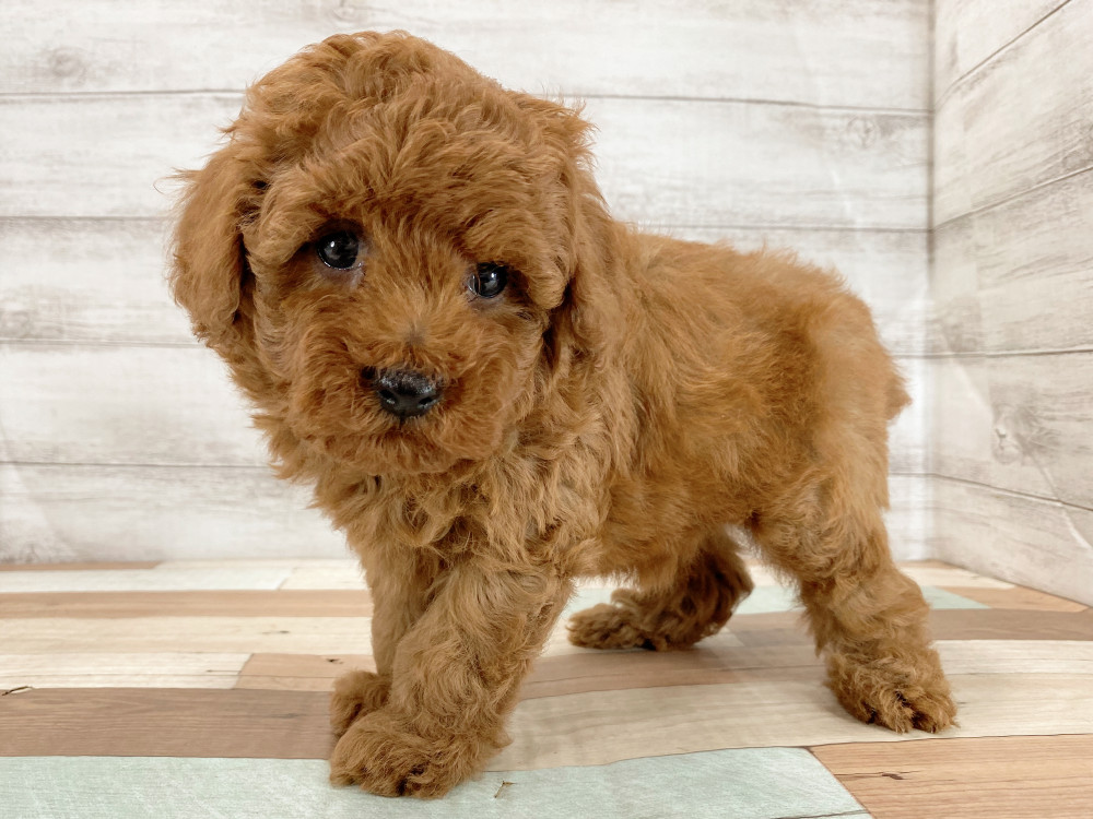 新潟県のトイプードル(トイ) (竹内ペット 新津本店/2026年4月16日生まれ/男の子/レッド)の子犬の4枚目の画像