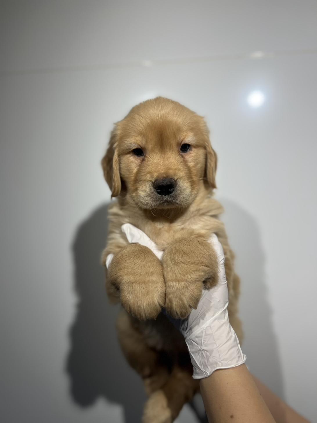 埼玉県のゴールデンレトリバー (ペッツスマイル加須インター店/2025年11月3日生まれ/女の子/ゴールデン)の子犬の1枚目の画像