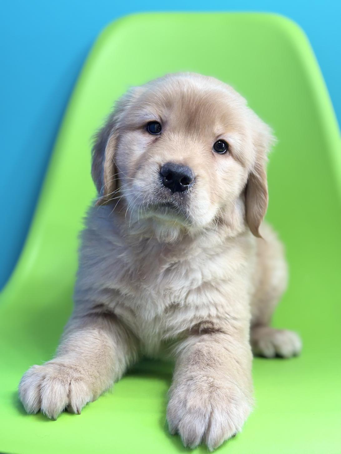 埼玉県のゴールデンレトリバー (ペッツスマイル加須インター店/2025年11月3日生まれ/女の子/ゴールデン)の子犬の1枚目の画像